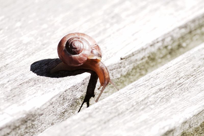 Close-up of snail on wooden plank