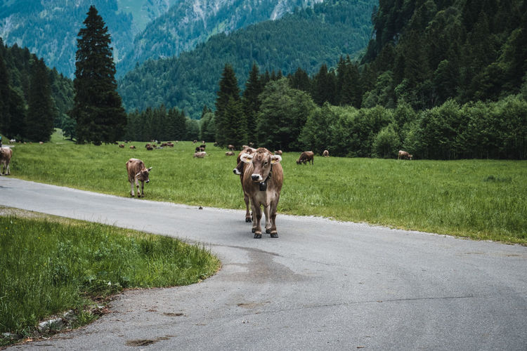 View of cows walking on road in the alps