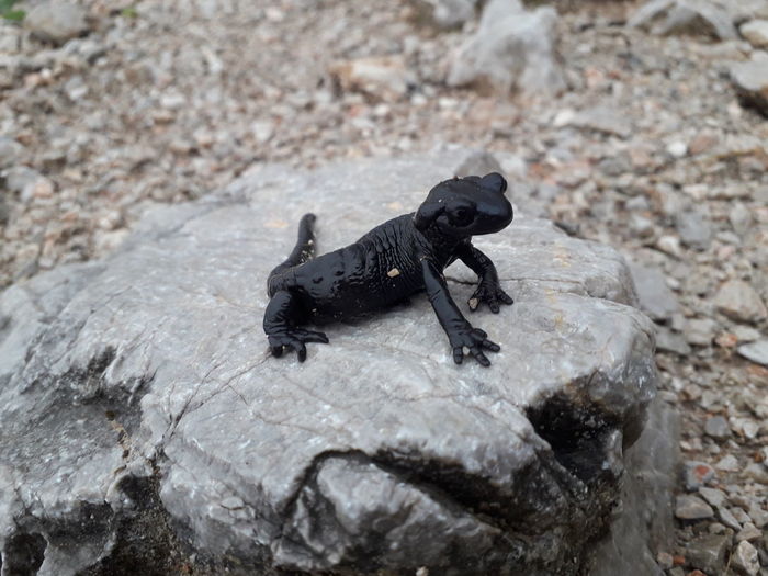 Alpine salamander on rock
