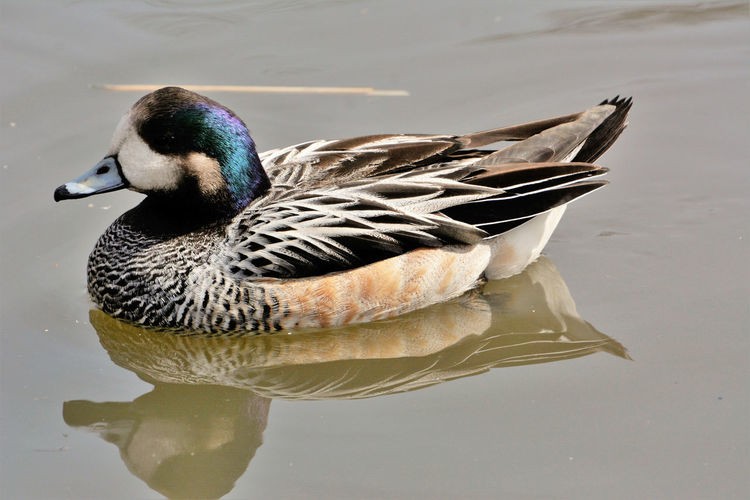 Close-up of a duck in a lake