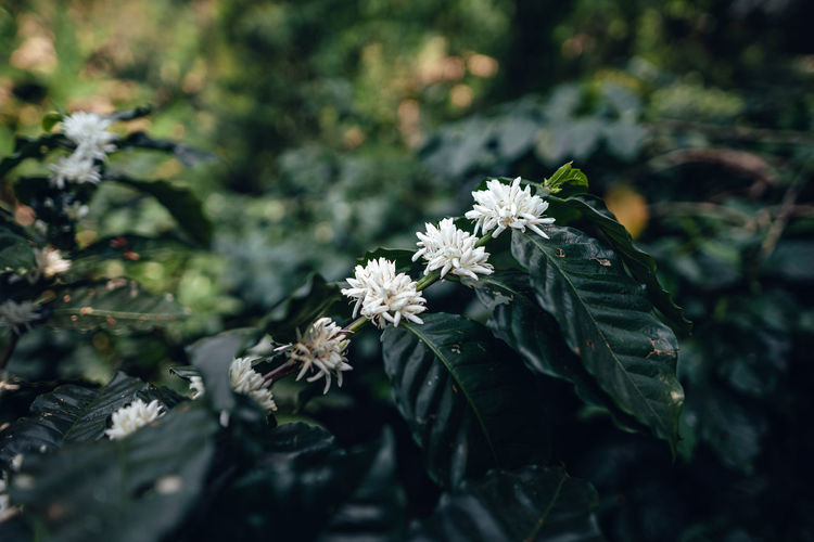 nature