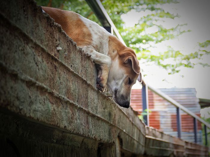 Low angle view of dog against wall