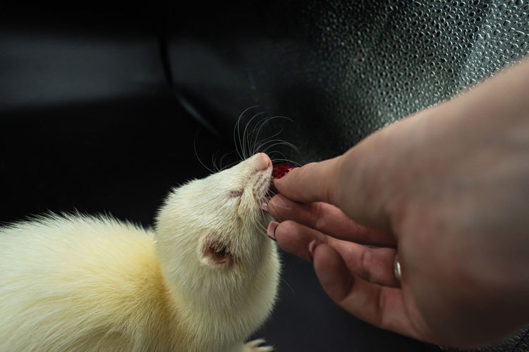 Adorable ablino pet ferret being fed by hand against black background with copy space