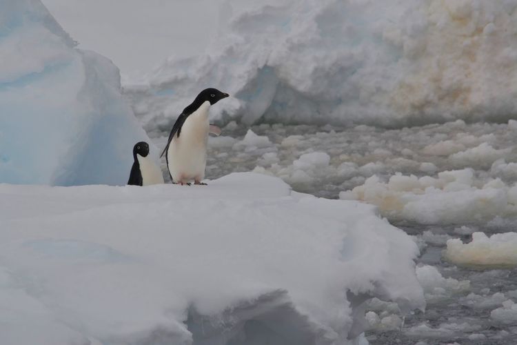 Penguins perching on snow covered land