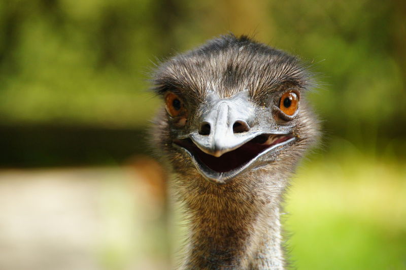 Close-up of funny ostrich