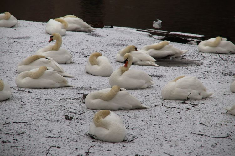 High angle view of swans