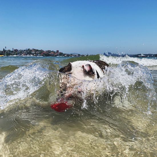 View of dog in sea against clear sky