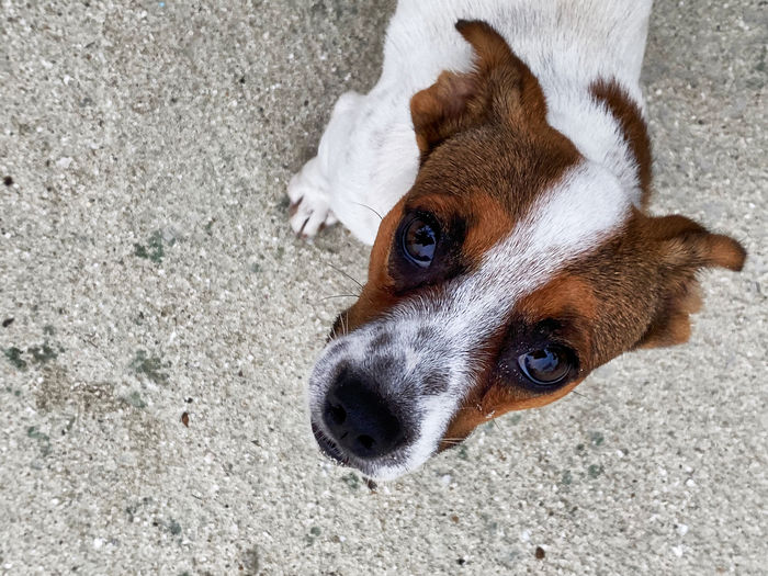 Close-up portrait of a dog