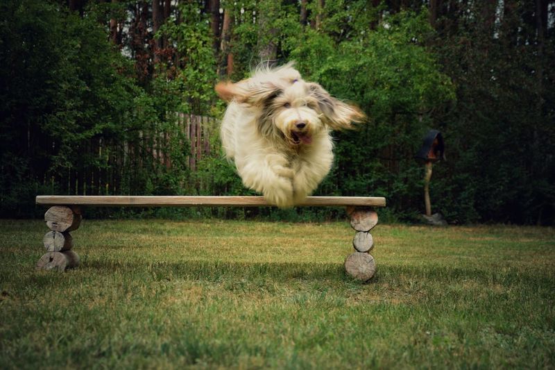Bearded collie jumping on grassy field in park