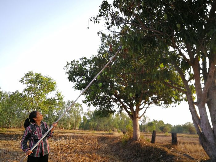 Rear view of woman standing on field against sky.  she  picking  mangoes  in  thailand.