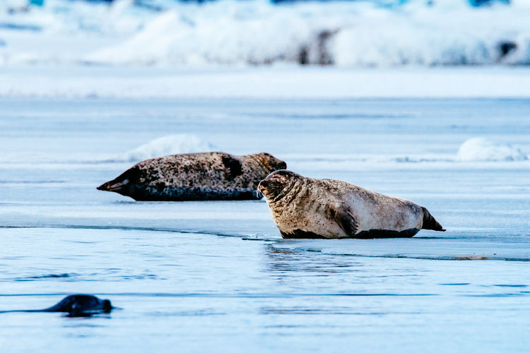 Seals relaxing at frozen jokulsarlon lake