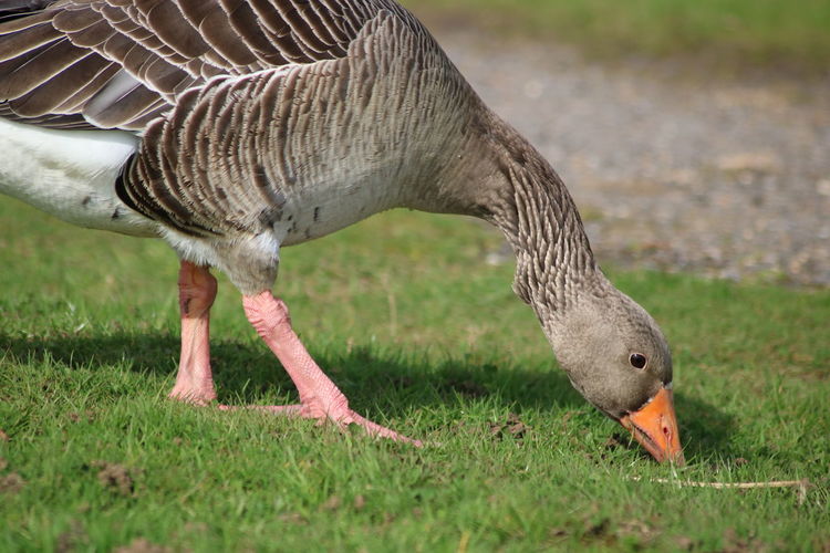 Greylag goose on field