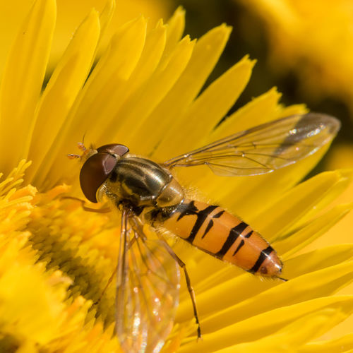 High angle view of insect on yellow gerbera daisy