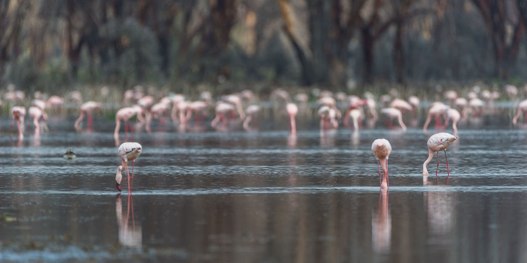 Birds in lake