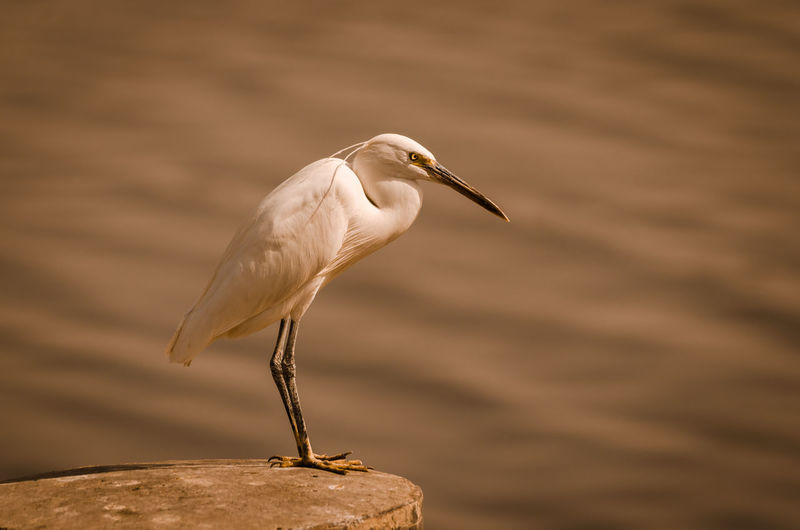 Close-up of a bird