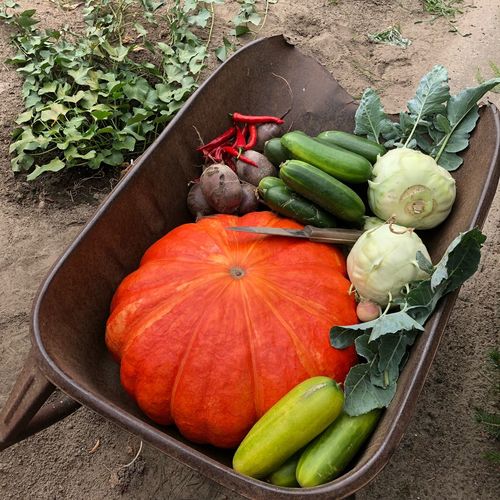 High angle view of pumpkins in container