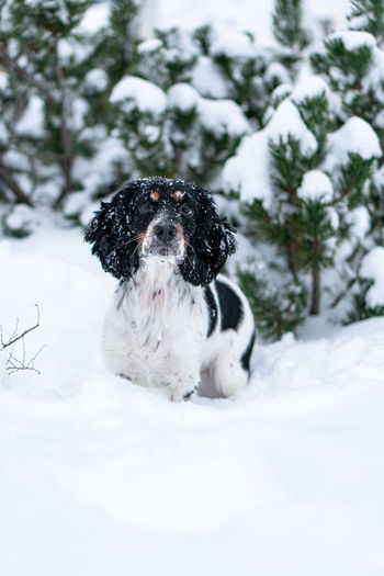 Portrait of a dog on snow covered field
