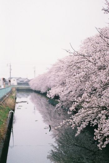 View of blooming tree against sky