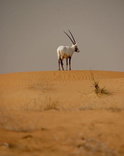 Horse on sand dune in desert against sky