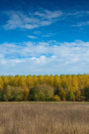 Yellow flowers growing on field against sky