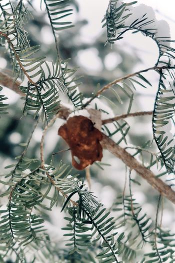 Close-up of pine cone on branch during winter