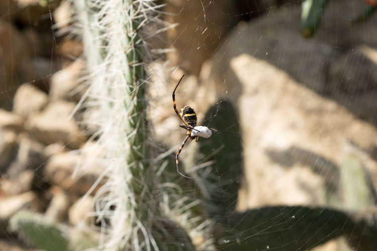 Macro shot of spider with cocoon on web against plant at instituto inhotim