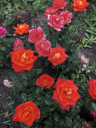 High angle view of red roses on plant