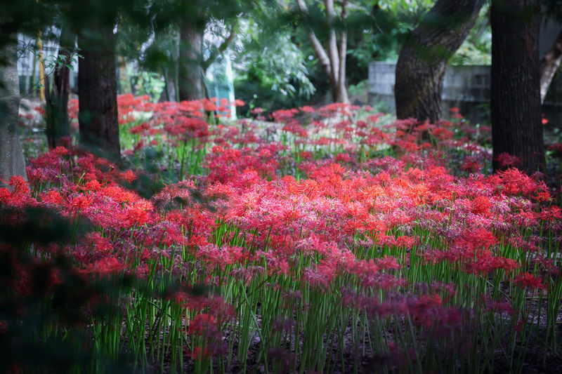 Red flowering plants by trees in park