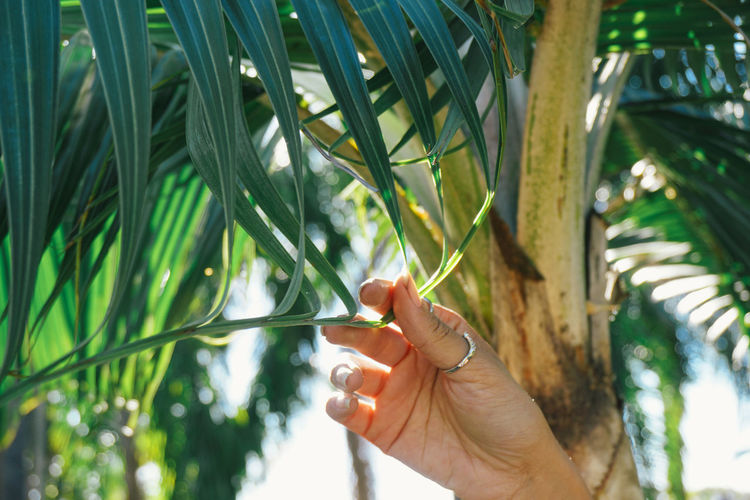 Cropped hand of woman touching palm leaf
