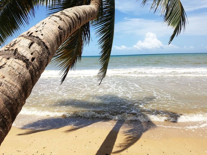 Coconut palm tree on shore at beach