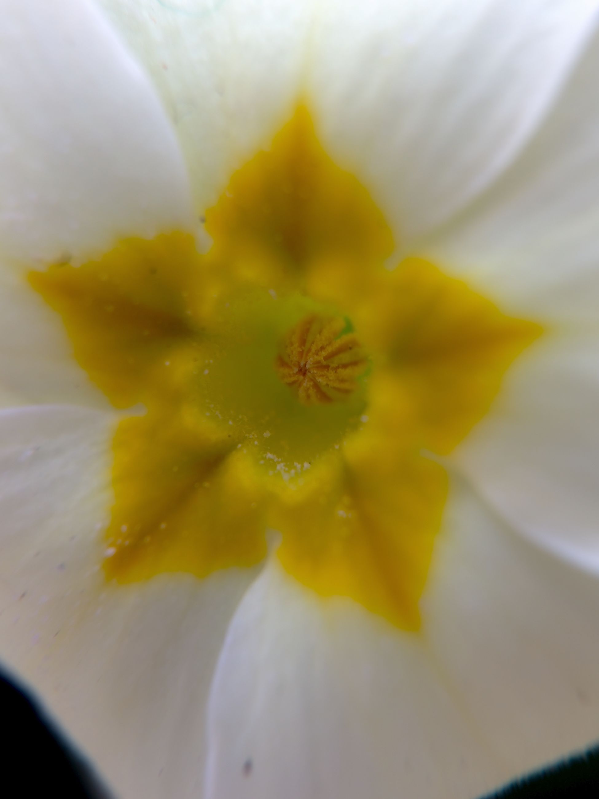 flower, petal, flower head, freshness, fragility, single flower, close-up, pollen, beauty in nature, yellow, stamen, nature, extreme close-up, growth, macro, selective focus, blooming, in bloom, full frame, wet