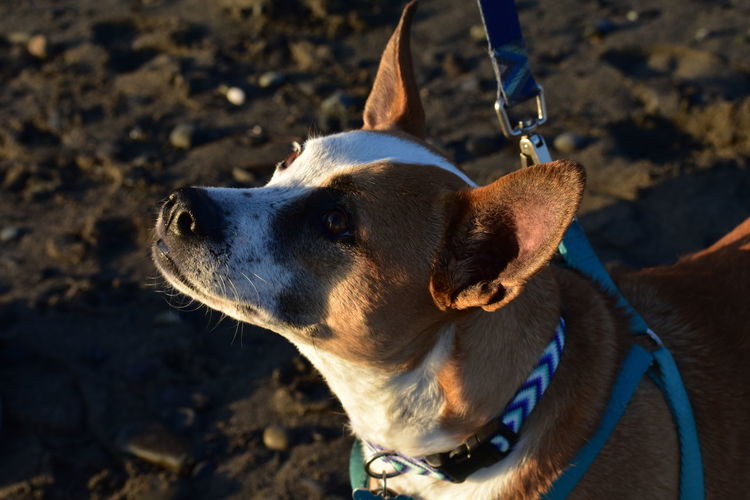 Close-up of a dog looking away