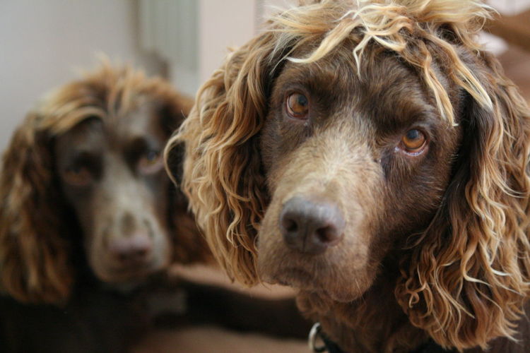 Close-up portrait of dog