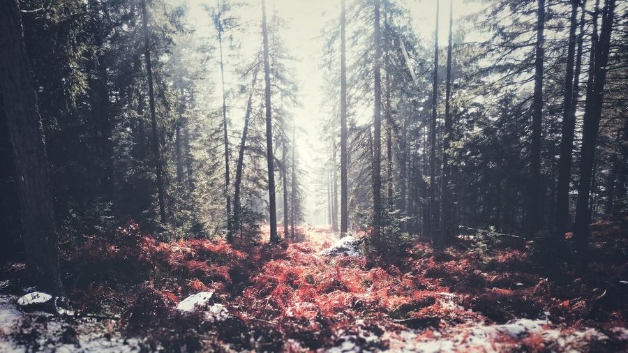 Trees in forest