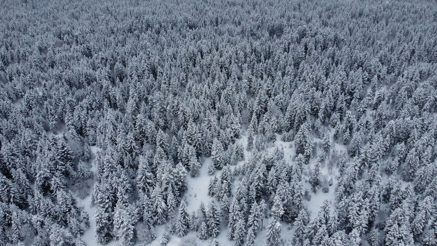 Full frame shot of pine trees during winter
