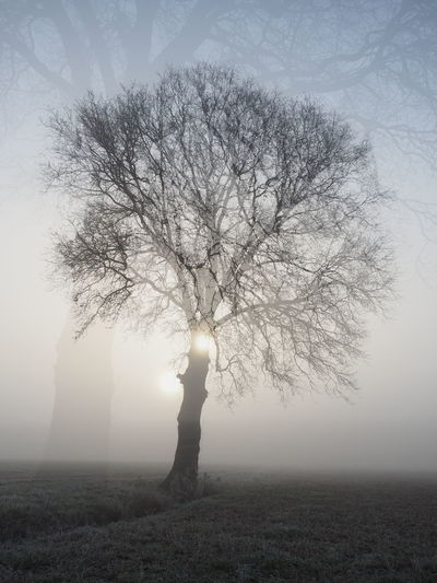 Silhouette tree on field against sky during foggy weather