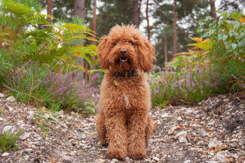 Cockapoo by plants on field
