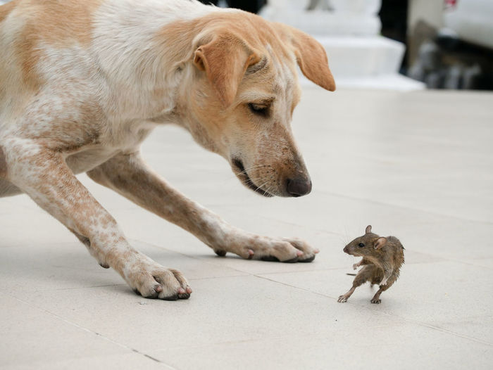 Close-up of dog hunting mouse on floor