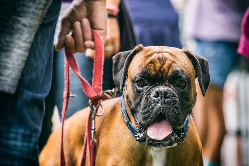 Cropped image of person holding dog outdoors
