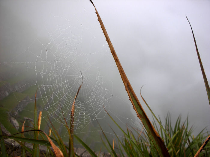 Close-up of spider on web against plants