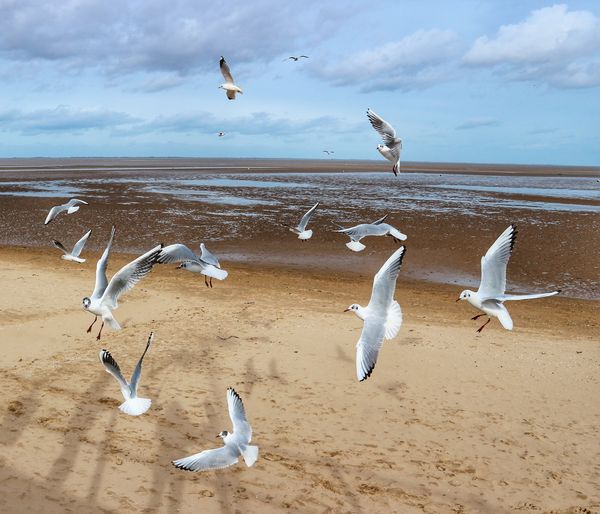 Seagulls flying over beach