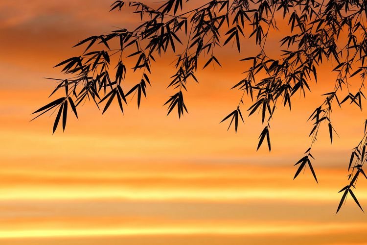 Close-up of silhouette tree against romantic sky at sunset