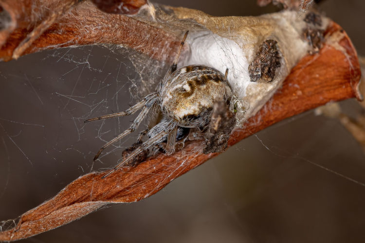 Close-up of lizard on spider web