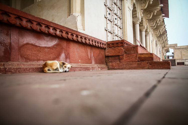 Dog sleeping against historical building