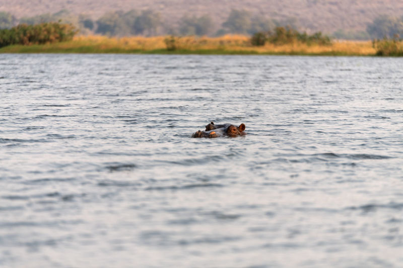 View of hippo swimming in lake