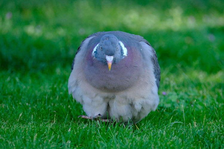 Close-up of bird on field