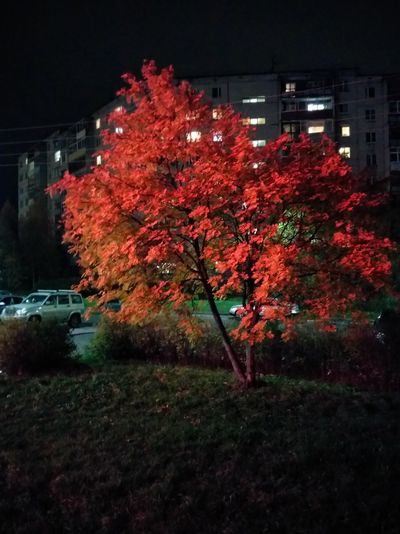 Red flowering plants by trees in city at night