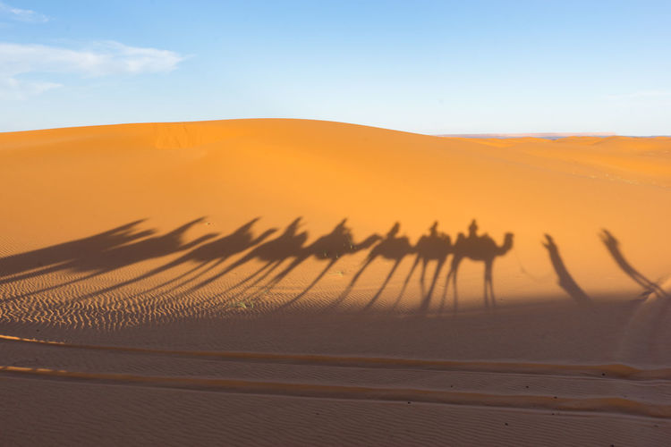 Shadow of camel train in sand at desert
