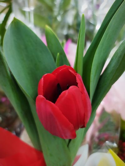 Close-up of red tulip