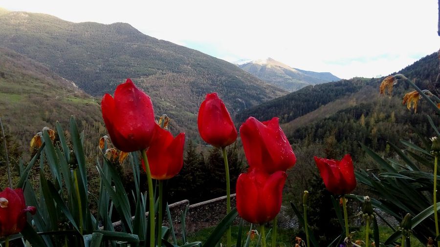Close-up of red flowering plants by land against sky